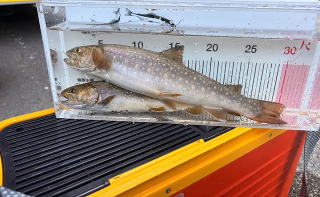益田川上流の31cmと25cm