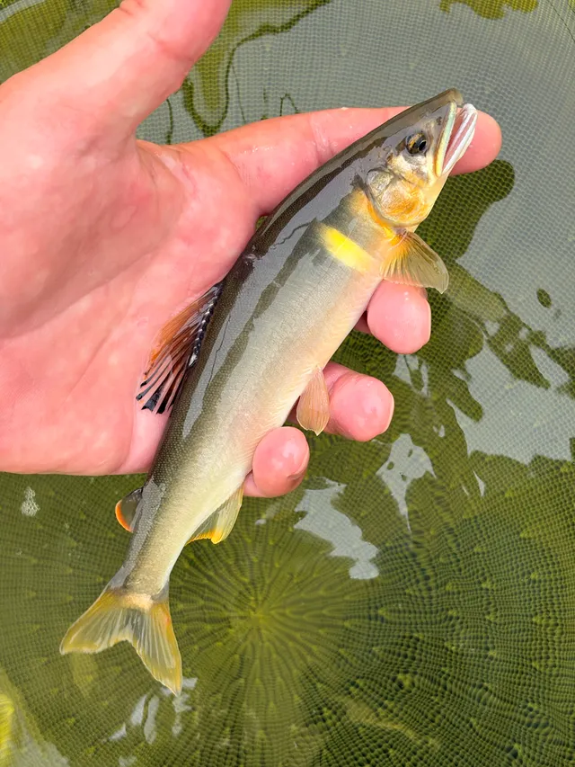 23匹釣った日の1匹
