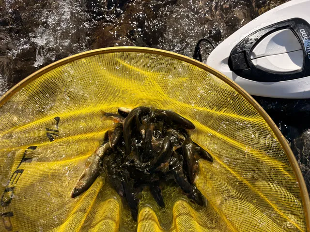 活かし網の鮎