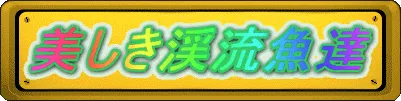 美しき渓流魚達